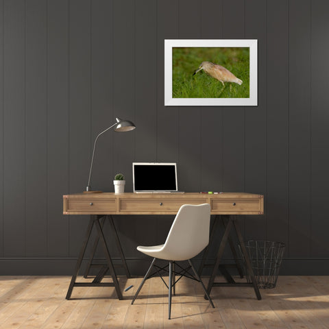 Kenya Squacco heron bird in green grass White Modern Wood Framed Art Print by Williams, Joanne