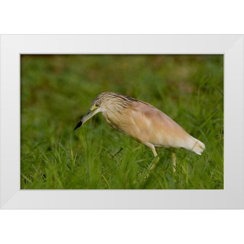 Kenya Squacco heron bird in green grass White Modern Wood Framed Art Print by Williams, Joanne