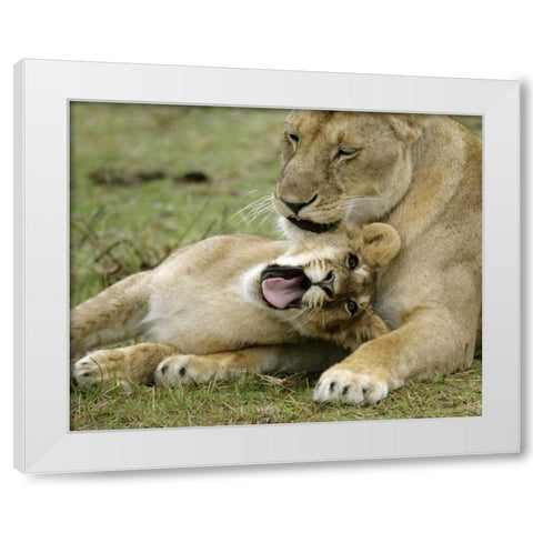 Kenya, Masai Mara, African lioness with cub White Modern Wood Framed Art Print by Morris, Arthur
