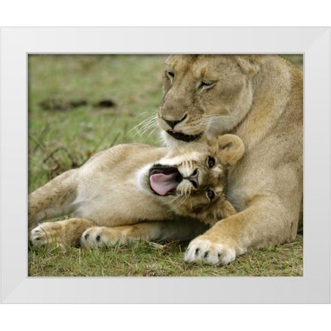 Kenya, Masai Mara, African lioness with cub White Modern Wood Framed Art Print by Morris, Arthur