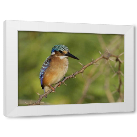 Kenya, Lake Baringo Pygmy kingfisher perched White Modern Wood Framed Art Print by Morris, Arthur