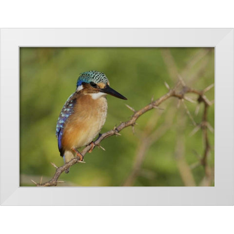 Kenya, Lake Baringo Pygmy kingfisher perched White Modern Wood Framed Art Print by Morris, Arthur