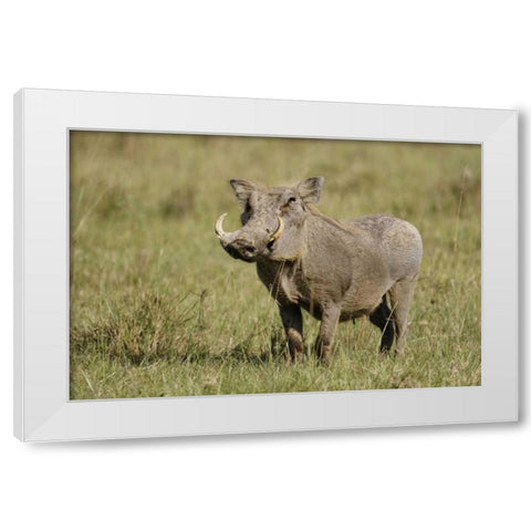 Kenya, Nakuru NP Warthog in standing pose White Modern Wood Framed Art Print by Morris, Arthur