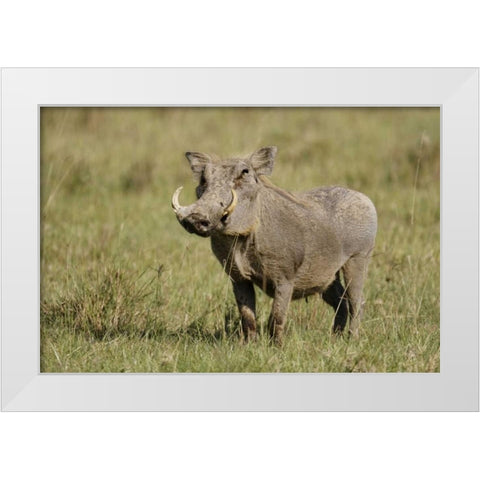 Kenya, Nakuru NP Warthog in standing pose White Modern Wood Framed Art Print by Morris, Arthur