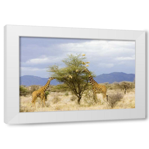 Kenya Two giraffes eat leaves off tree White Modern Wood Framed Art Print by Williams, Joanne
