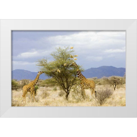 Kenya Two giraffes eat leaves off tree White Modern Wood Framed Art Print by Williams, Joanne