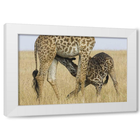 Kenya, Masai Mara Baby Masai giraffe nursing White Modern Wood Framed Art Print by Williams, Joanne