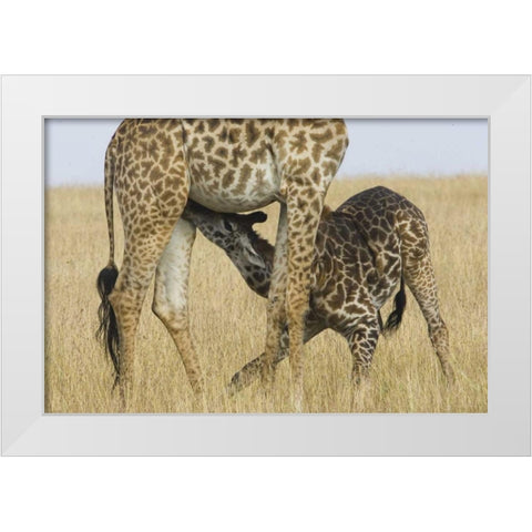 Kenya, Masai Mara Baby Masai giraffe nursing White Modern Wood Framed Art Print by Williams, Joanne