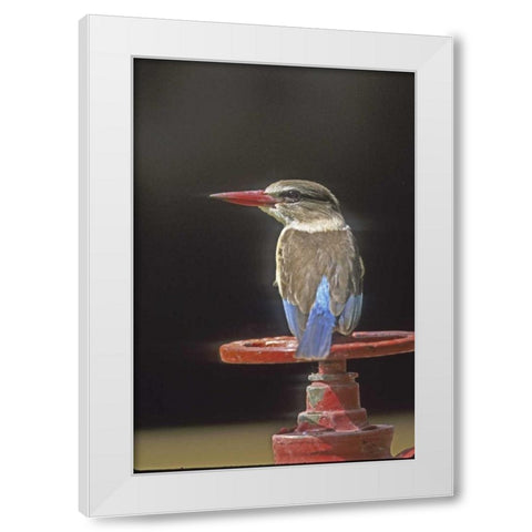 Kenya Brown-headed kingfisher on a valve wheel White Modern Wood Framed Art Print by Williams, Joanne