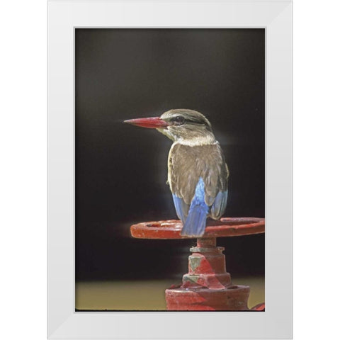 Kenya Brown-headed kingfisher on a valve wheel White Modern Wood Framed Art Print by Williams, Joanne