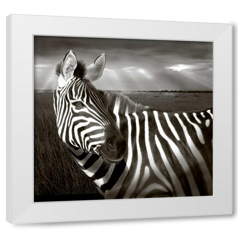 Kenya Black and white of zebra and plain White Modern Wood Framed Art Print by Williams, Joanne