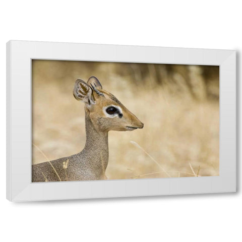 Kenya Profile of dik dik White Modern Wood Framed Art Print by Williams, Joanne