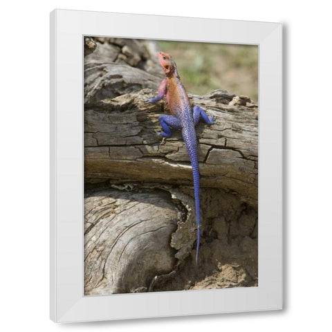 Kenya Colorful African lizard on log White Modern Wood Framed Art Print by Williams, Joanne