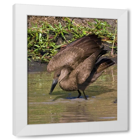 Kenya Hamerkop bird bathes in stream White Modern Wood Framed Art Print by Williams, Joanne