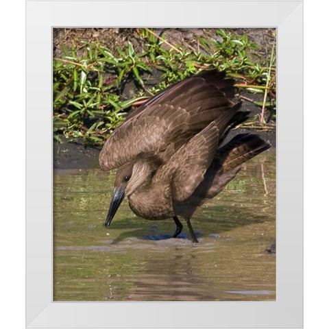 Kenya Hamerkop bird bathes in stream White Modern Wood Framed Art Print by Williams, Joanne