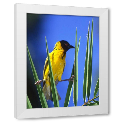 Kenya Masked weaver bird grasps leaves White Modern Wood Framed Art Print by Williams, Joanne