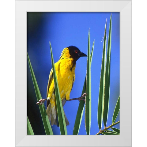 Kenya Masked weaver bird grasps leaves White Modern Wood Framed Art Print by Williams, Joanne