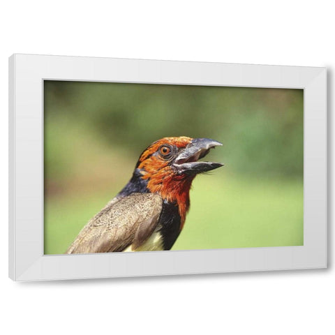 Kenya Black-collared barbet bird calling White Modern Wood Framed Art Print by Williams, Joanne