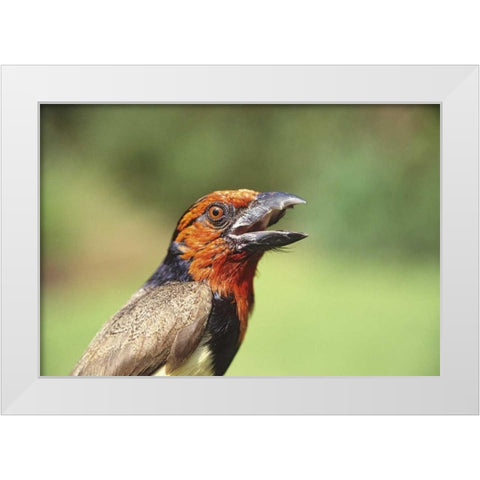 Kenya Black-collared barbet bird calling White Modern Wood Framed Art Print by Williams, Joanne