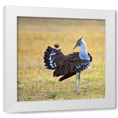 Kenya Kori bustard bird standing in a field White Modern Wood Framed Art Print by Williams, Joanne