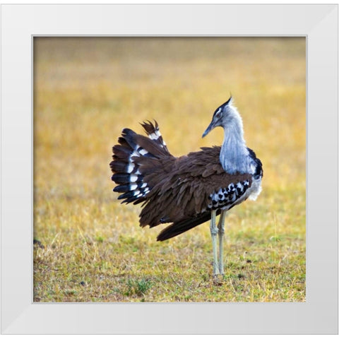 Kenya Kori bustard bird standing in a field White Modern Wood Framed Art Print by Williams, Joanne