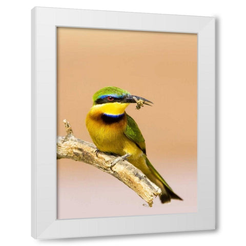 Kenya Little bee-eater bird on limb with a bee White Modern Wood Framed Art Print by Williams, Joanne