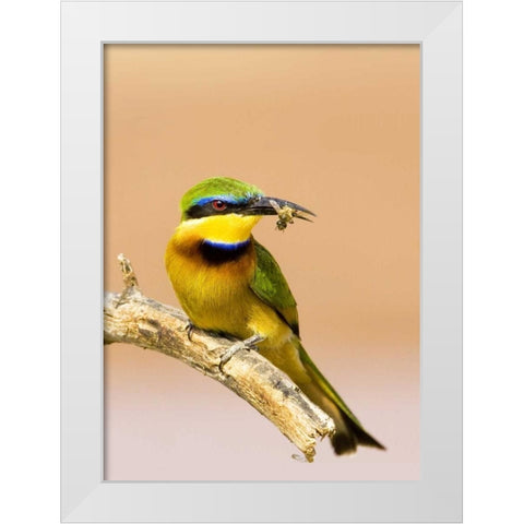 Kenya Little bee-eater bird on limb with a bee White Modern Wood Framed Art Print by Williams, Joanne