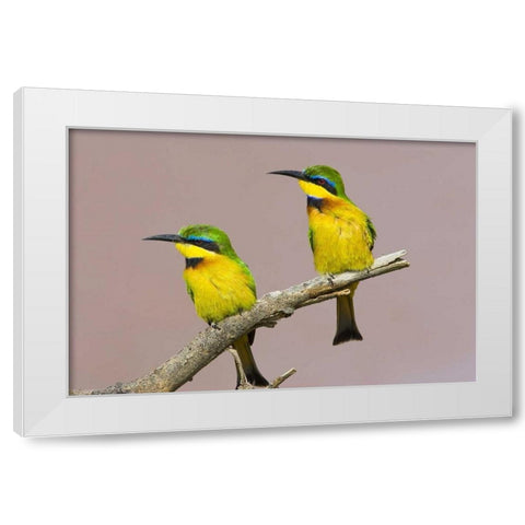 Kenya Two little bee-eater birds on limb White Modern Wood Framed Art Print by Williams, Joanne