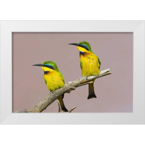 Kenya Two little bee-eater birds on limb White Modern Wood Framed Art Print by Williams, Joanne