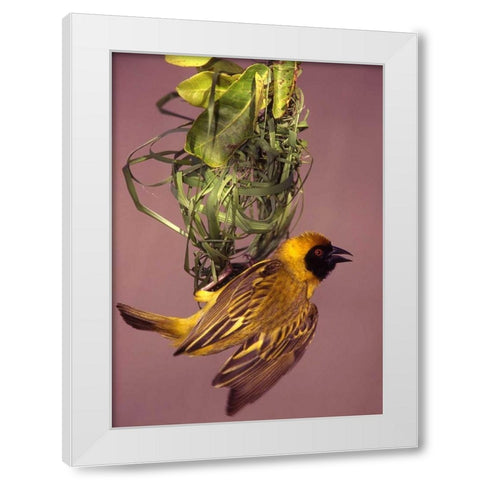 Kenya Masked weaver bird building a nest White Modern Wood Framed Art Print by Williams, Joanne