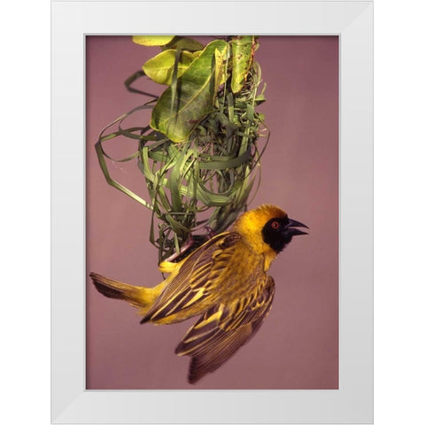 Kenya Masked weaver bird building a nest White Modern Wood Framed Art Print by Williams, Joanne