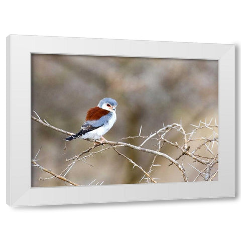 Kenya Pygmy falcon bird on limb White Modern Wood Framed Art Print by Williams, Joanne