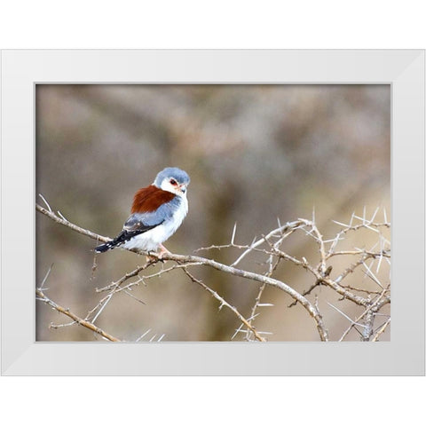 Kenya Pygmy falcon bird on limb White Modern Wood Framed Art Print by Williams, Joanne