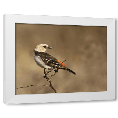 Kenya White-headed buffalo weaver on limb White Modern Wood Framed Art Print by Williams, Joanne