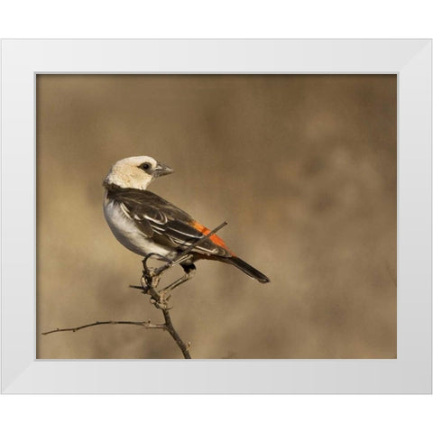 Kenya White-headed buffalo weaver on limb White Modern Wood Framed Art Print by Williams, Joanne