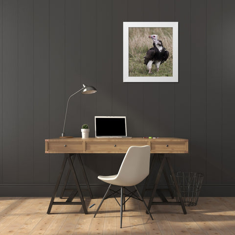 Kenya White-headed vulture standing in grass White Modern Wood Framed Art Print by Williams, Joanne