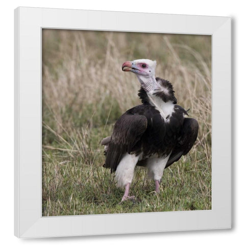 Kenya White-headed vulture standing in grass White Modern Wood Framed Art Print by Williams, Joanne