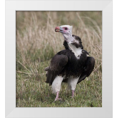Kenya White-headed vulture standing in grass White Modern Wood Framed Art Print by Williams, Joanne