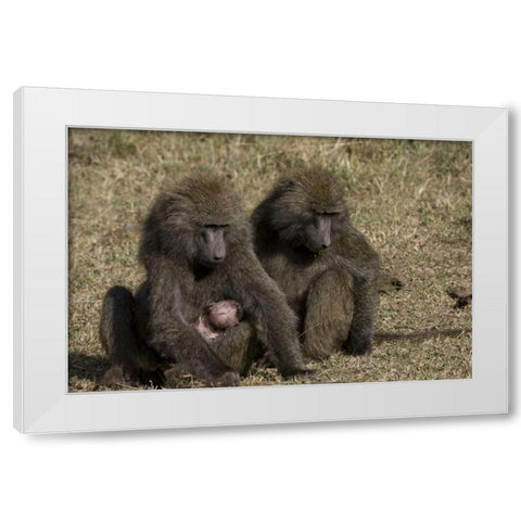 Kenya Mother baboon with newborn baby White Modern Wood Framed Art Print by Williams, Joanne
