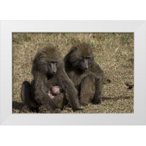 Kenya Mother baboon with newborn baby White Modern Wood Framed Art Print by Williams, Joanne