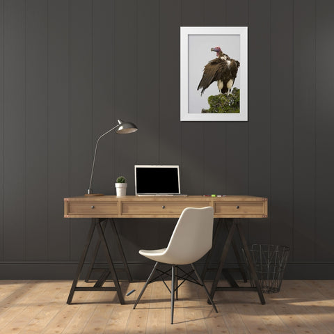 Kenya Lappet-faced vulture standing on treetop White Modern Wood Framed Art Print by Williams, Joanne