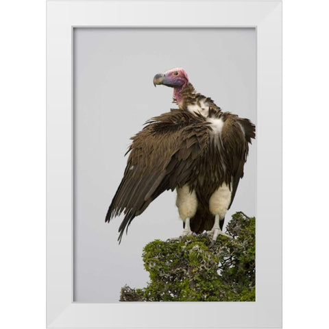 Kenya Lappet-faced vulture standing on treetop White Modern Wood Framed Art Print by Williams, Joanne