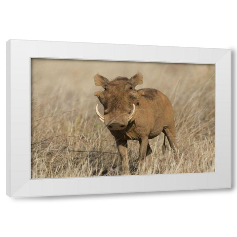 Kenya Frontal view of male warthog with tusks White Modern Wood Framed Art Print by Williams, Joanne