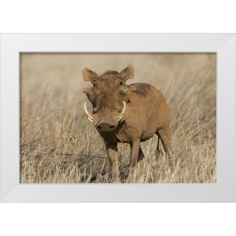 Kenya Frontal view of male warthog with tusks White Modern Wood Framed Art Print by Williams, Joanne