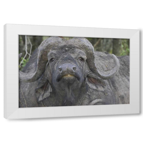 Kenya Frontal view of Cape buffalo White Modern Wood Framed Art Print by Williams, Joanne