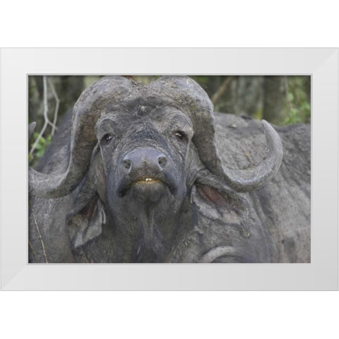 Kenya Frontal view of Cape buffalo White Modern Wood Framed Art Print by Williams, Joanne