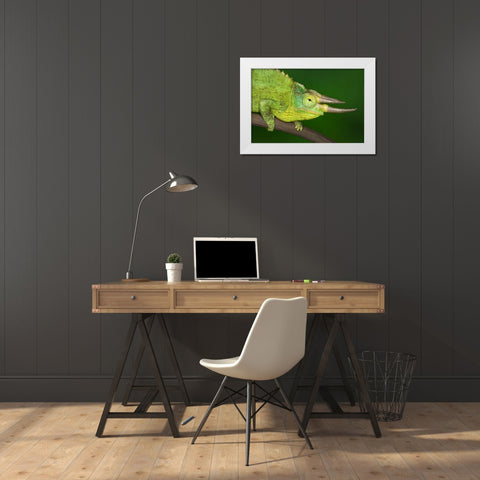 Kenya Close-up of Jacksons Chameleon on limb White Modern Wood Framed Art Print by Flaherty, Dennis