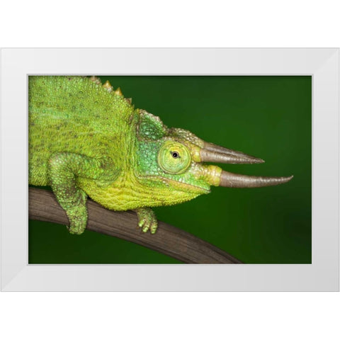 Kenya Close-up of Jacksons Chameleon on limb White Modern Wood Framed Art Print by Flaherty, Dennis