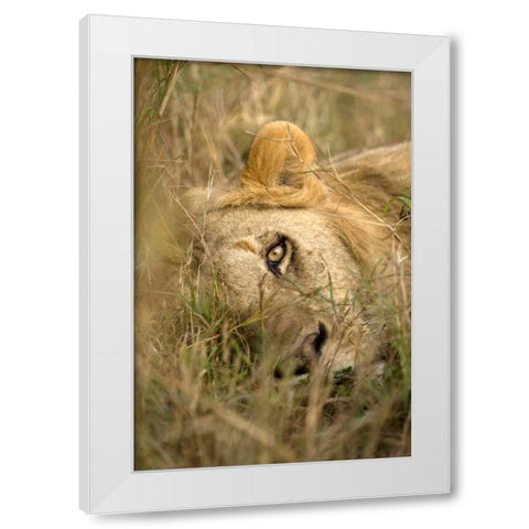 Kenya, Masai Mara Male lion sleeping in grass White Modern Wood Framed Art Print by Zuckerman, Jim