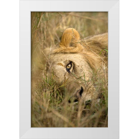 Kenya, Masai Mara Male lion sleeping in grass White Modern Wood Framed Art Print by Zuckerman, Jim